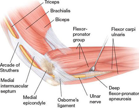 elbow anatomy ligaments and tendons